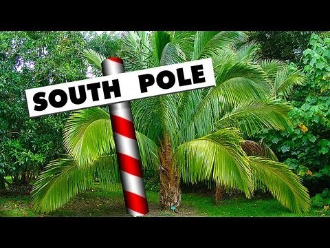 Ancient Rainforest Discovered Under Antarctica's Ice