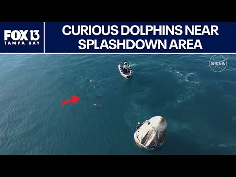 SpaceX Crew-9 capsule 'welcomed' by dolphins after splashdown