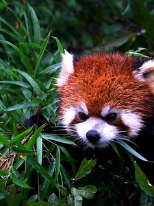 Red Panda (lesser panda) says Good day from #China. My love for you all. 🌹🌹🌹 #Chinese #nature #birds #wildlife #travel #peace #beauty #beautiful #love | Lin hillside
