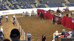 24K views · 315 reactions | Watch the video of 2018’s high-seller at the Great American Ranch and Trail Horse Sale. GG Jonah, a 2008 black Gypsy Vanner gelding, was consigned by Buckeye Acre Farm of Ohio and was sold for $40,000. | Great American Ranch and Trail Horse Sale | Facebook