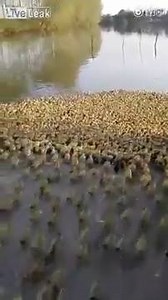 "5000 little ducks went out one day..." For their 1st swim! A tradition in China, a very sweet and cute tradition! | BOOM Radio
