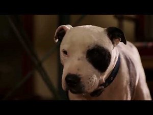 Chihuahua De Beverly Hills 2 2011 P 9