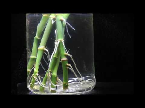 Lucky Bamboo(Dracaena Sanderiana) water rooting time lapse