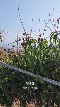 Old Couple on BikesDay 122🥭 country Huaping