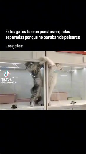 EL REFUGIO DE MORGANNA on Instagram