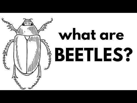 What Are Beetles?