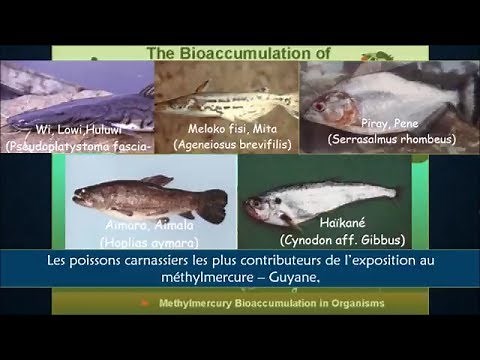 Ecotoxicologie - Un exemple pour comprendre