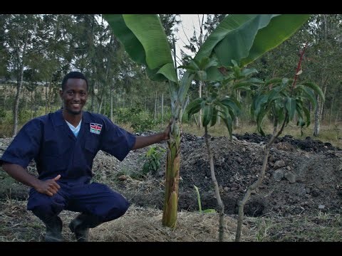 How to plant Plantains step by step in Kenya || Full Guide 2025