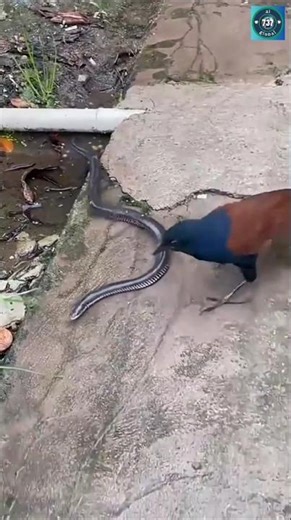 What happens when a crow attacks a snake like this…#shorts