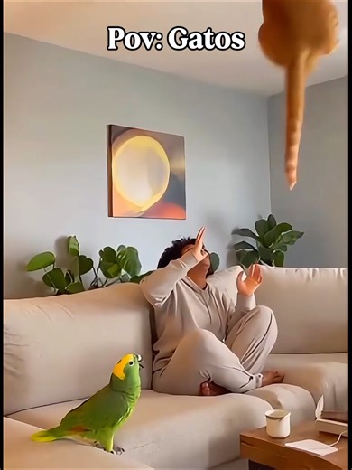 Gatos Engraçados que Vão Te Fazer Rir