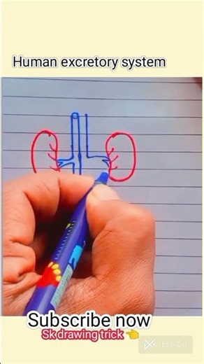 Human excretory system diagram👍 #drawing #newtrick #art