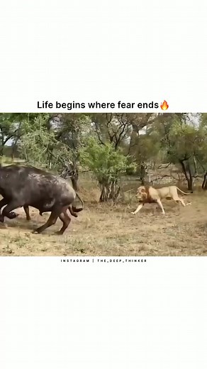 6.9K views · 141 reactions | Sometimes, facing your fears head-on is the only way to conquer them. Be bold. 女 Are you ready to take on your challenges like those brave buffaloes?怜  @the_deep_thinker #MondayMotivation #Courage #FaceYourFears #funtimesmagazine #leadingdiasporans #webuildawareness #connectingdisaporans #pushingpositivenarratives | FunTimes Magazine | Facebook