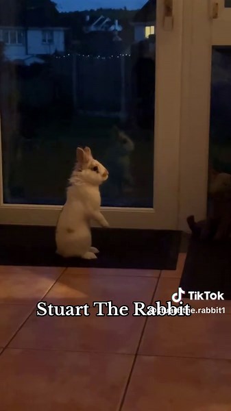 Stuart The Rabbit: Adorable Moments and Fun Facts