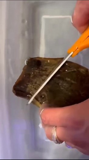 it's a baby shark#funnyvideos #cute #funny