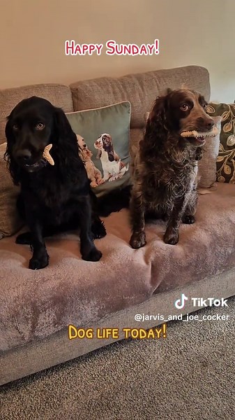 Fun Day Out with Dogs at the Park and Market