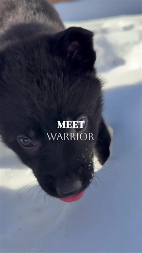 Welcome to the pack, Warrior 🖤🐺 This little guy isn’t just joining the family he’s beginning a journey to become a service dog, protection demo dog, and scent work partner. Strong name. Big purpose. Even bigger heart. So proud to start this next chapter with you, Warrior. The best is yet to come. 💪🏼✨