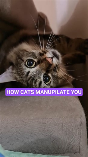 How Cats Evolved to Control Human Brains