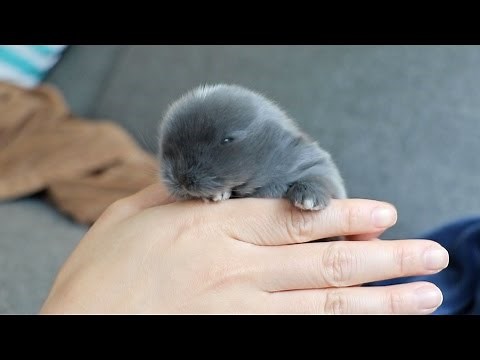 Cute Little Bunny!