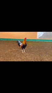 23K views · 1.1K reactions | Bound to CIU and intel. unit. Pahabol before Christmas. Salamat pre sa pag salig. 226 / Golden boy... | Jayson Garces | Facebook