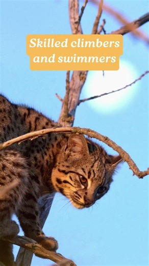 World Geoffrey’s Cat Day