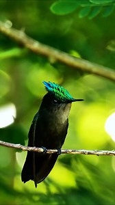 8.3K views · 30 reactions | Wearing a high-end black suit and a shiny green hat on his head.Antillean Crested Hummingbird (Orthorhyncus cristatus).#hummingbird #birds | Birds of nature | Facebook