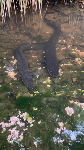 Little longfins living their best lives. Roger is the little guy and Eel-i is the bigger one. #nature #wildlife #eels #nz #fyp