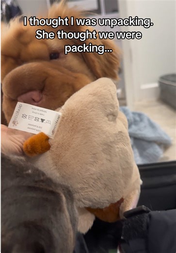 I am home trying to unpack and Bailey is helping by packing her pig. She is ready for an adventure.