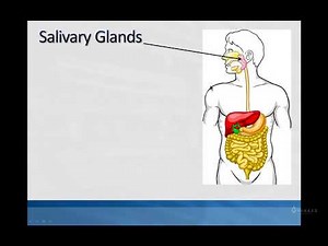 Secretory Functions of the GI Tract Part 1
