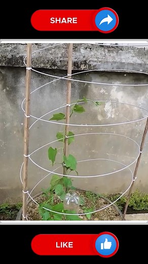 39K views · 213 reactions | Chayote Fruit  | Small Vegetable Garden | Facebook