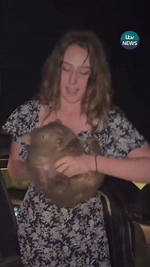 American tourist who 'snatched wombat' may have to leave Australia #itvnews