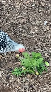 1.1M views · 13K reactions | Carrots can be a tricky crop to grow!...