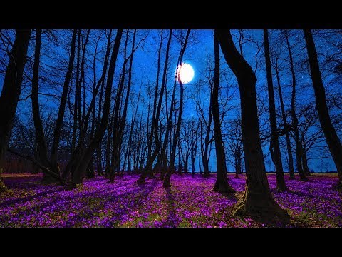 Good Night Music | Tranquil Deep Sleep Music | Calming Music for Sleeping | Peaceful Sweet Dreams