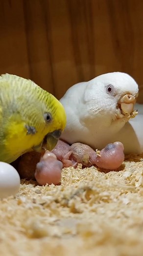 Budgie Parents Feeding Their Chicks with Love