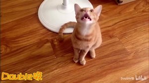 6.3K views · 441 reactions | LiSA Gurenge cat cover Source :https://www.facebook.com/profile.php?id=100010019582896 Or here https://www.facebook.com/groups/2376696995931389/permalink/2748620425405709/ | Japanese 女の子 music | Facebook