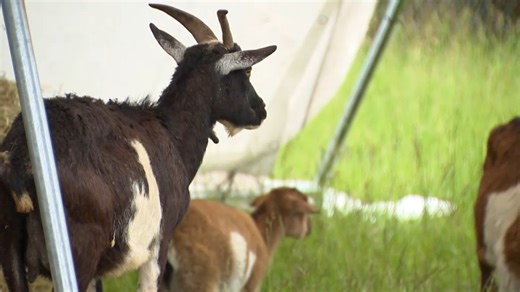 Owners of Pa. animal sanctuary charged with cruelty, neglect