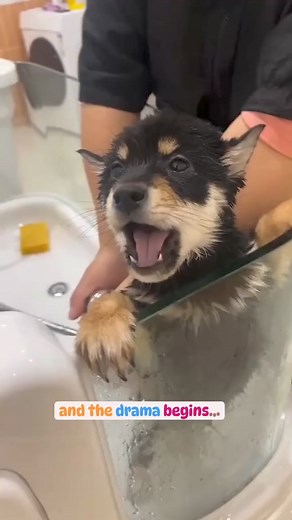 He hates water 😭 | Husky Lovers World