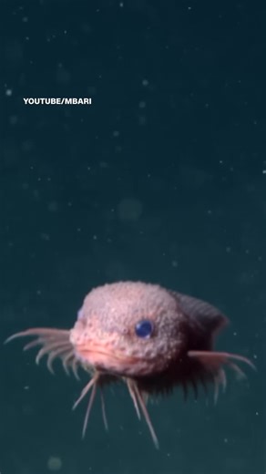 Scientists announce the discovery of the bumpy snailfish, a pink, big-eyed species found more than 10,000 feet below the ocean's surface. | CNN