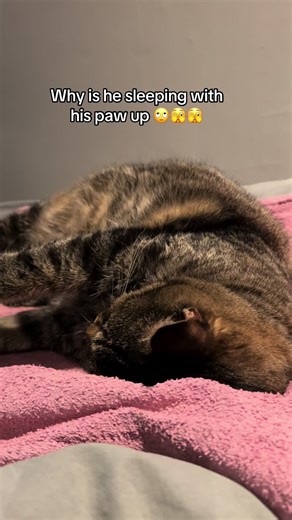 What is he doing?! at least he’s in a deep sleep snoring like a man 🤣🤣. #catpaw #sleepycat #cutecat #cat #mycat
