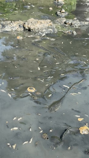 Fishing in mud water. | Native Fishing