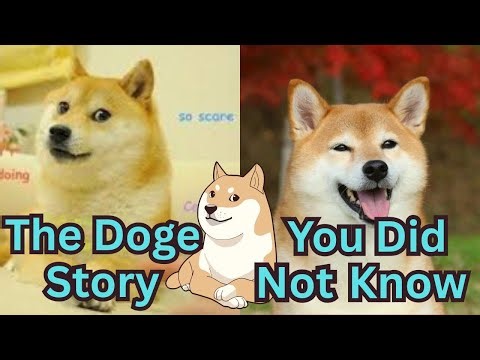 LIVE: The True Story of Doge and the Shiba Inu That Changed the Internet