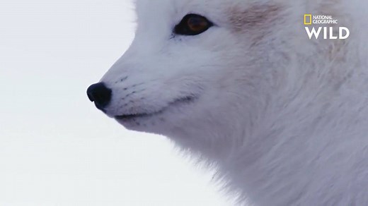 Considéré comme une espèce menacée en Norvège, le renard polaire vit en captivité dans le cadre d'un programme de préservation national. | Nat Geo Wild France