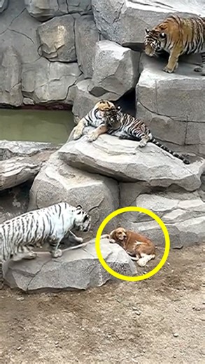 25M views · 389K reactions | A dog is found in the tiger enclosure at a zoo, but there is an explanation ❤ | WTVideo | Facebook