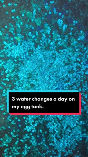 The MOST time tedious task in goldfish breeding is ensuring the eggs are kept healthy. Its so so easy for them ro spoil. The best way to prevent spoiling is to provide aeration, do very frequent water changes, and to dose methylene blue. #fish #goldfish #breeding #eggs #aquarium