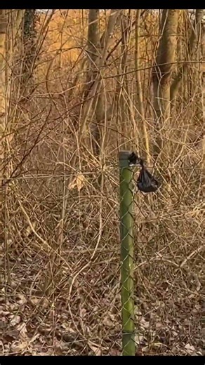 Who Hung 💩 on the Fence?! 😂 #shorts