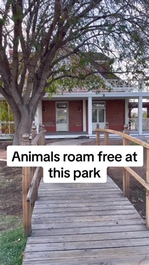 Sahuaro Ranch Park is located in Glendale, AZ., the bunnies are most active in the evenings 🐰🌵 #arizona #placestovisit #thingstodo #animalsoftiktok #cute #bunnies #phoenix #park