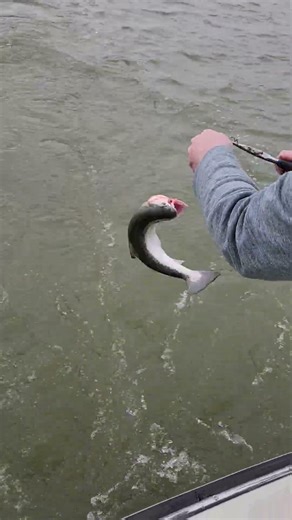 First one for 2026. Silver King Charters Milwaukee Wisconsin.