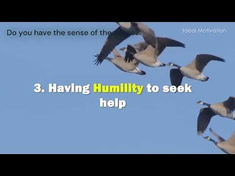WISDOM of the GEESE - Best Motivation for Leaders