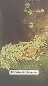 A harmful red tide bloom is lurking off the southwest coast of Florida, threatening marine life and causing respiratory problems for people. Dr. Tracy Fanara explains. | Pattrn