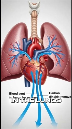 You’re Alive Because of This Organ #facts #science#shorts #anatomy