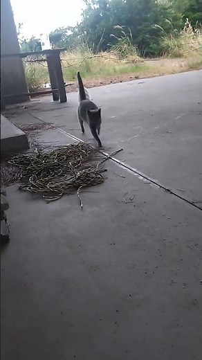 Gian & Hanaguro & Dorami